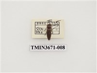 藏品(叩頭蟲(2))的圖片